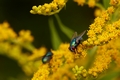 Solidago IMG_7468 Nawłoć